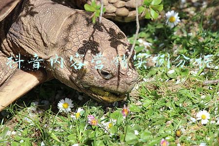 抖音内容营销策略(抖音电商商家能力项经营指南出炉！最全「实操手册」一图get)