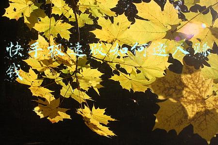 像快手极速版邀请新人赚钱的软件有哪些(盘点那些好用的赚钱软件)