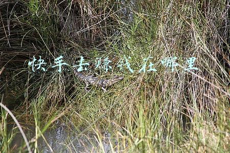 快手去赚钱怎么没了(盈利记录仅有一季！趣头条重带亏损标签，免费网文难成“护盾”)