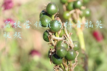 驾校推广营销方案(驾校招生朋友圈广告怎么做？驾校招生哪个平台效果比较好？)