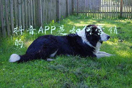 抖音app营销策略分析(旅游行业如何借助抖音做营销)