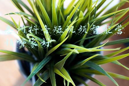 惠州抖音短视频智能营销哪家好