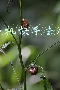 苹果手机快手闪退(iOS13beta3更新后，屏幕间歇性失灵，你们有遇到吗？)