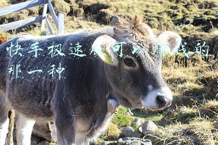 快手极速版可以赚钱的那一种