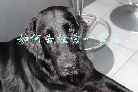 如何经营一家奶茶店?_如何经营一家奶茶店