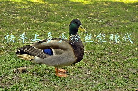 快手上多少粉丝能赚钱