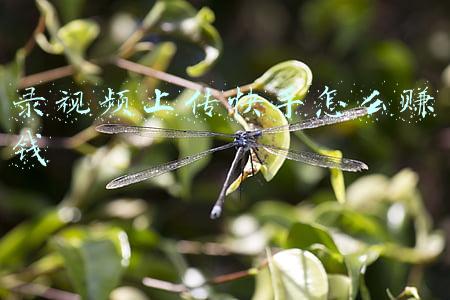 录视频上传快手怎么赚钱