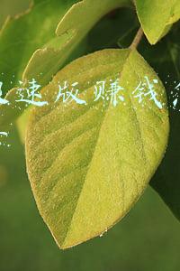 快手极速版赚钱怎么提现不了