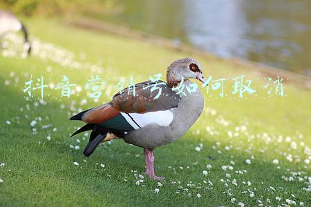 抖音剪辑营销号(抖音运营：影视剪辑类内容如何吸粉引流？)