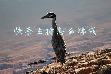 快手主持怎么赚钱