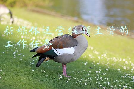 新媒体运营编辑主管的工作任务