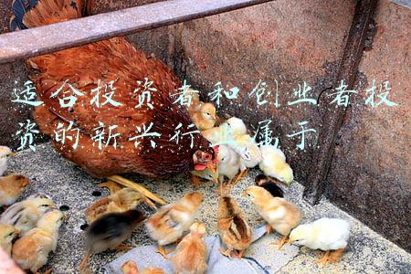 适合投资者和创业者投资的新兴行业属于