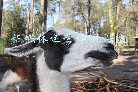 新媒体运营学习深度