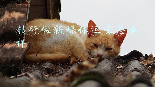 现在新媒体运营这个行业怎么样(全媒体运营师是未来五年的黄金职业，你知道吗？)