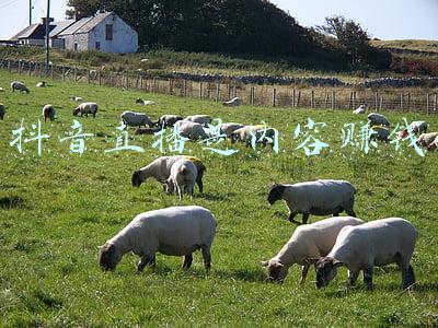 抖音直播是内容赚钱
