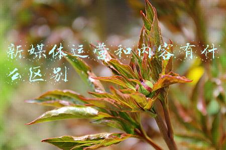 新媒体运营和内容有什么区别