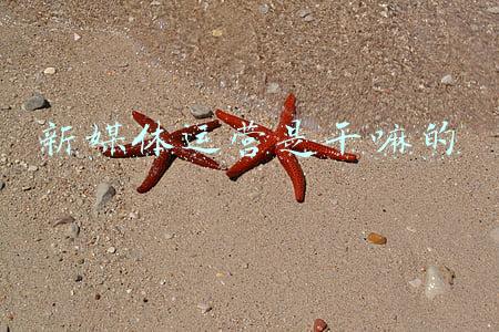 新媒体运营是干嘛的