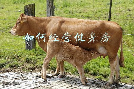 健身工作室运营方案-健身房经营方案