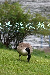 广州快手短视频营销工具
