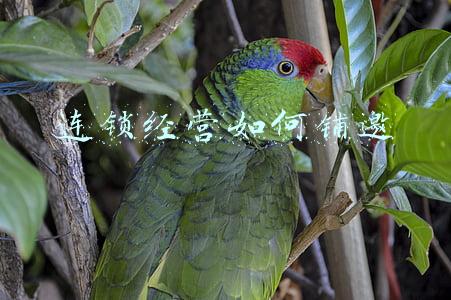 想开连锁店应该怎么做 如何开连锁店