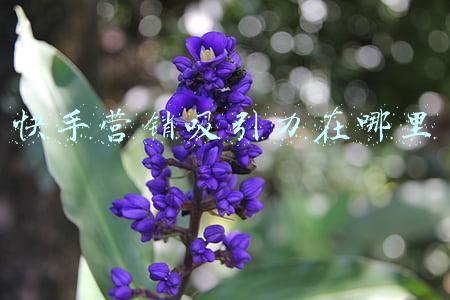 快手个人介绍吸引粉丝(不会做人设标签？玩快手必知的人设标签思路送上)