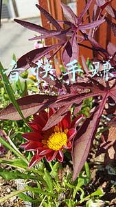 关注抖音快手赚钱的软件