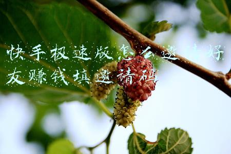 快手极速版如何加好友(快手加入搜索战局，将会改变什么)