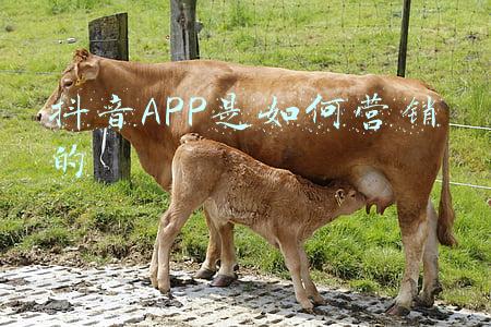 抖音app的营销策略分析(抖音APP广告营销策略改进方案)