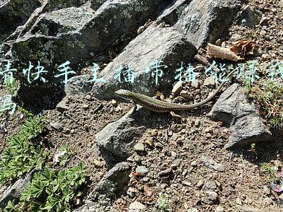 请快手主播带播能赚钱吗