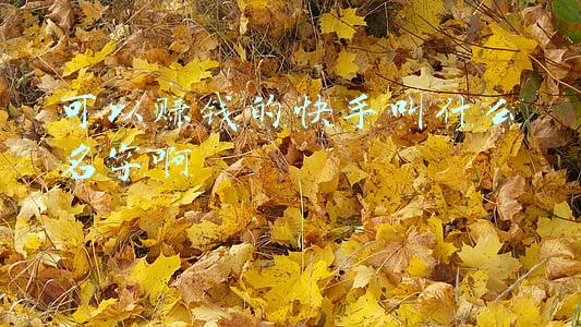 快手联盟名字(不示弱霸气的快手名字有自己的风格-可爱点)