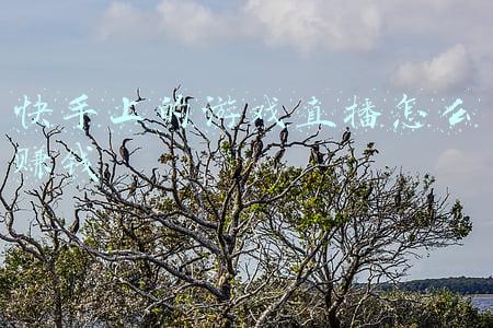 快手上的游戏直播怎么赚钱