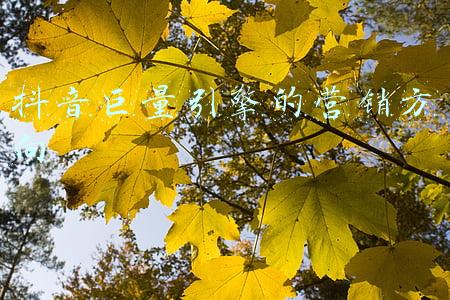 抖音巨量引擎有效果吗(搜索日浏览量达5亿，巨量引擎寻找更大商业增长空间)