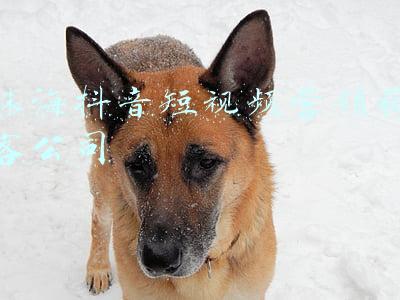珠海抖音短视频营销获客公司