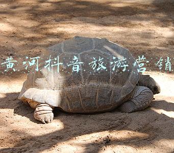 抖音怎么宣传旅游(旅游行业如何借助抖音打开营销新链路)