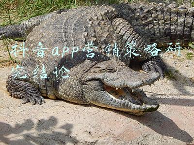 抖音app营销策略研究结论