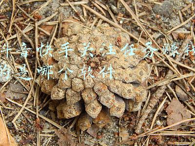 快手任务中心在哪里(快手极速版做任务)