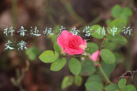 抖音视频申诉文案怎么写(抖音评级通知怎么申诉？)