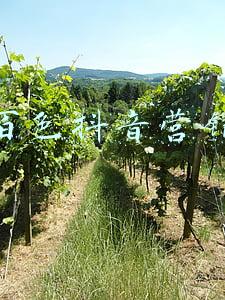 抖音本地化营销(实体商家要想做好抖音本地化营销，需要注意这三点)