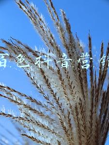 百色抖音营销