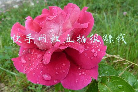 快手网红直播歌曲dj(dj-小墨-快手网红高迪背景音乐)