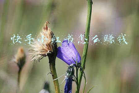 快手小红书连赞(木村光希 | 出道即巅峰，坐拥百万“祖传粉丝”)