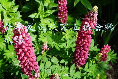 在快手只发作品不直播能赚到钱吗(不露脸、不露手的直播玩法，每天不到2小时月入1-5万)