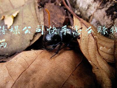 传媒公司快手怎么赚钱吗