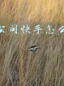传媒公司快手怎么赚钱吗