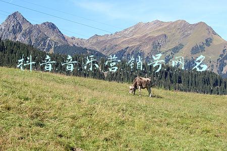 音乐网名(好听又难忘的网名)