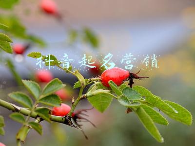 抖音起名字(好听又吸引人的抖音昵称大全 取个有内涵的抖音名字吧)