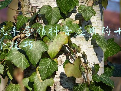 汽车营销技巧(5年汽车销售经验总结告诉你如何避坑)