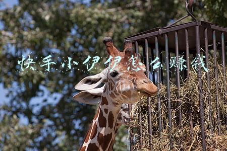 快手小伊伊怎么赚钱