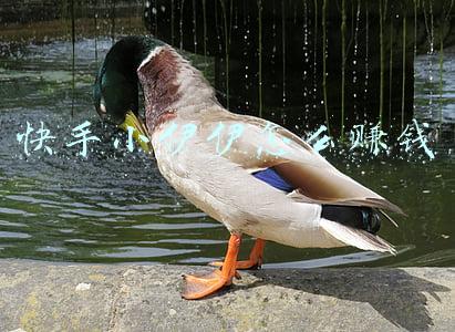 快手小伊伊怎么赚钱