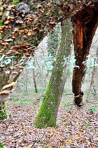 什么叫短租房，什么叫短租房 短租公寓